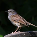 Auf der Gartenbank...