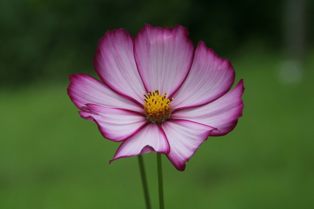 auf der Gartenschau in Rechberghausen