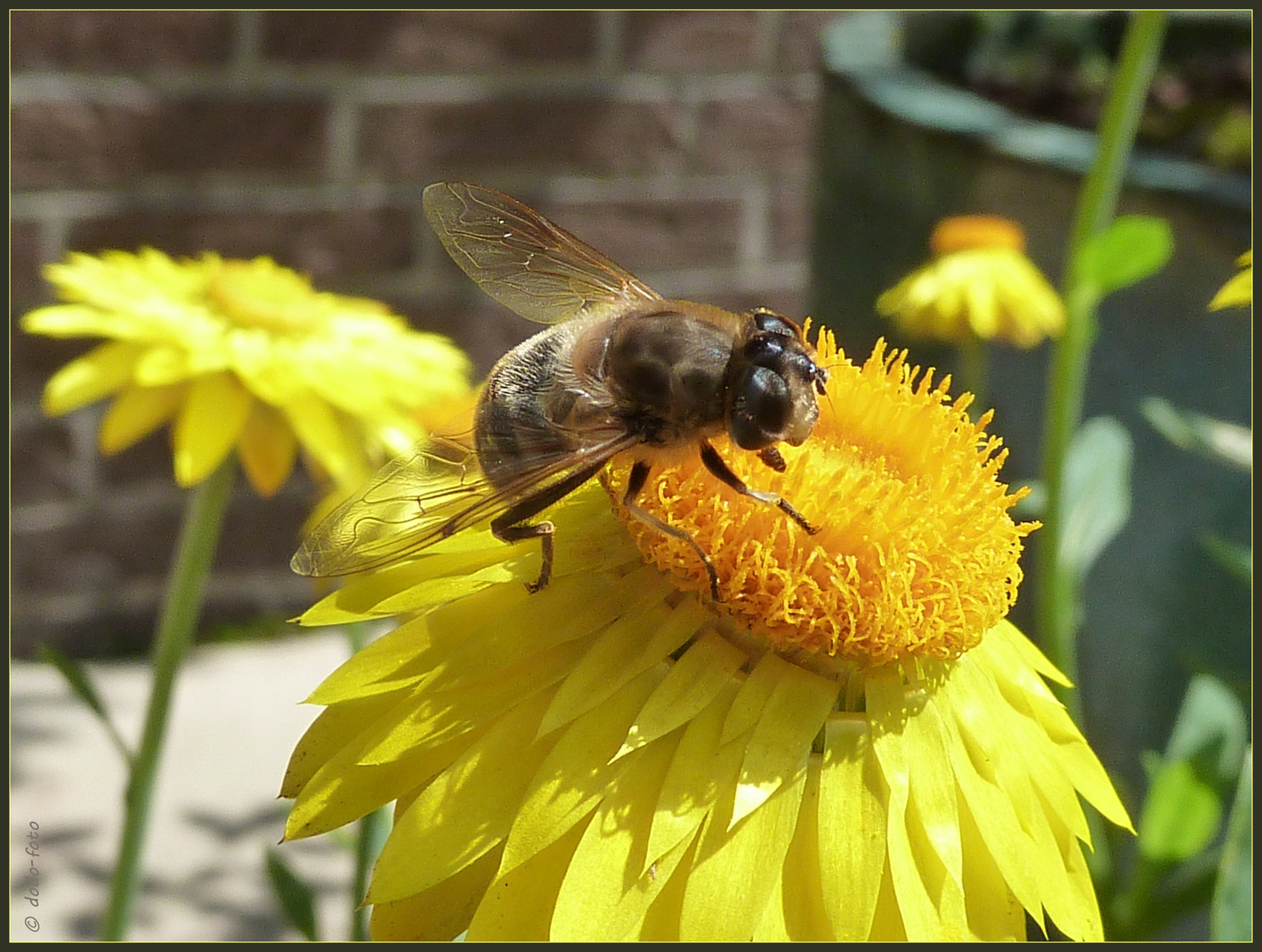 ... auf der gelben Strohblume ...