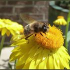 ... auf der gelben Strohblume ...