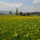 Auf der gelben Wiese!