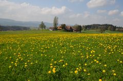 Auf der gelben Wiese!