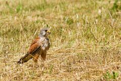 Auf der gemähten Wiese hat dieser Falke natürlich wieder ein wunderbares Jagdrevier.