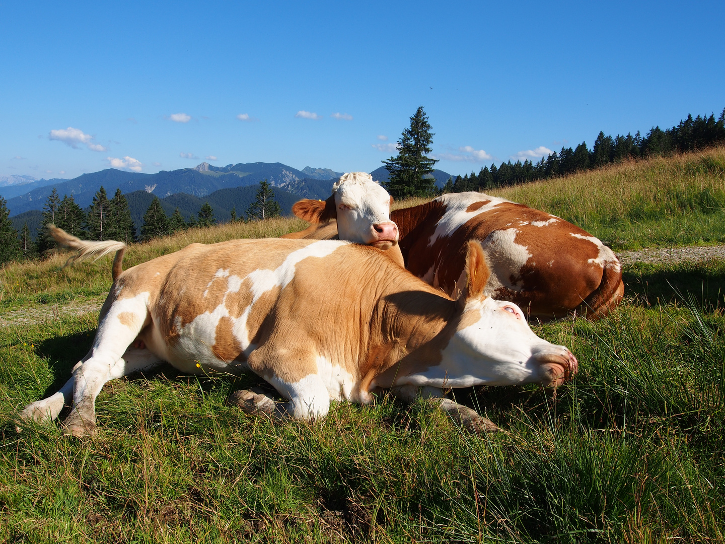 auf der Gindelalm