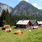 Auf der Gnanitzalm