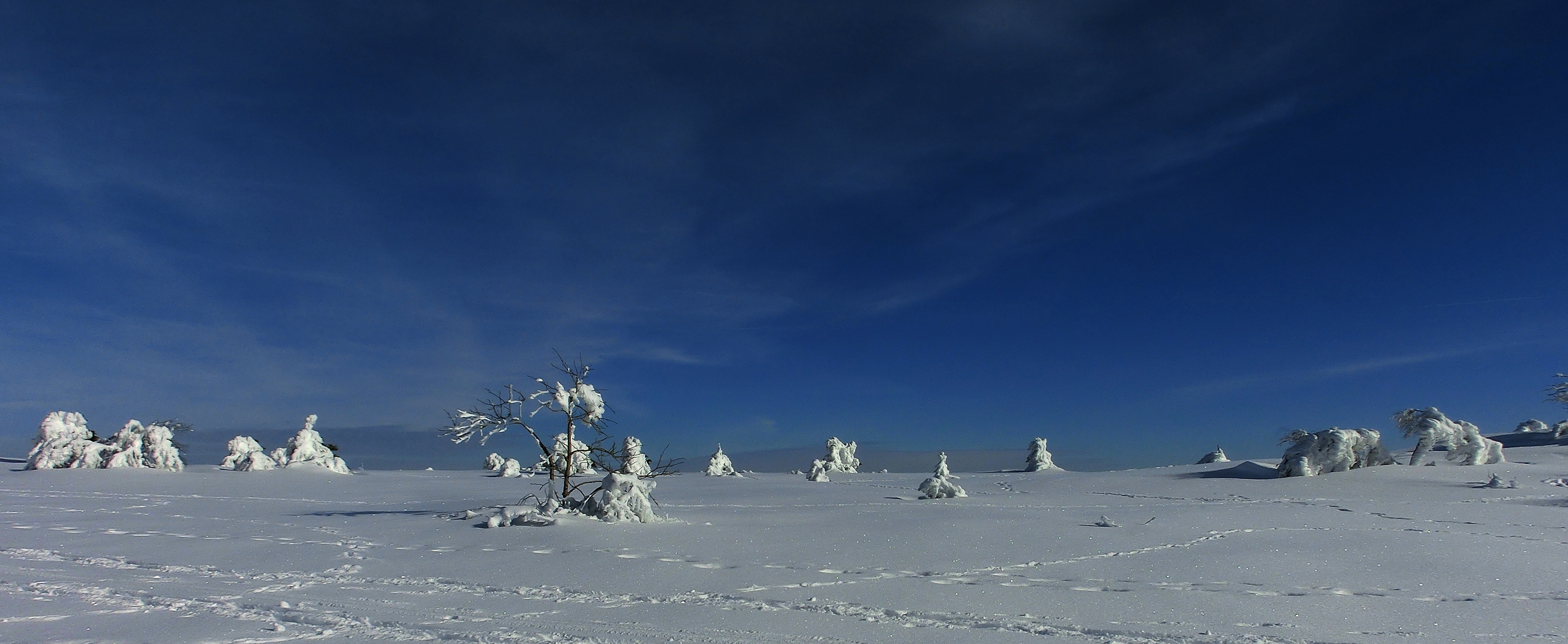 Auf der Grindeflläche (Hornisgrinde im Nordschwarzwald 1164m)