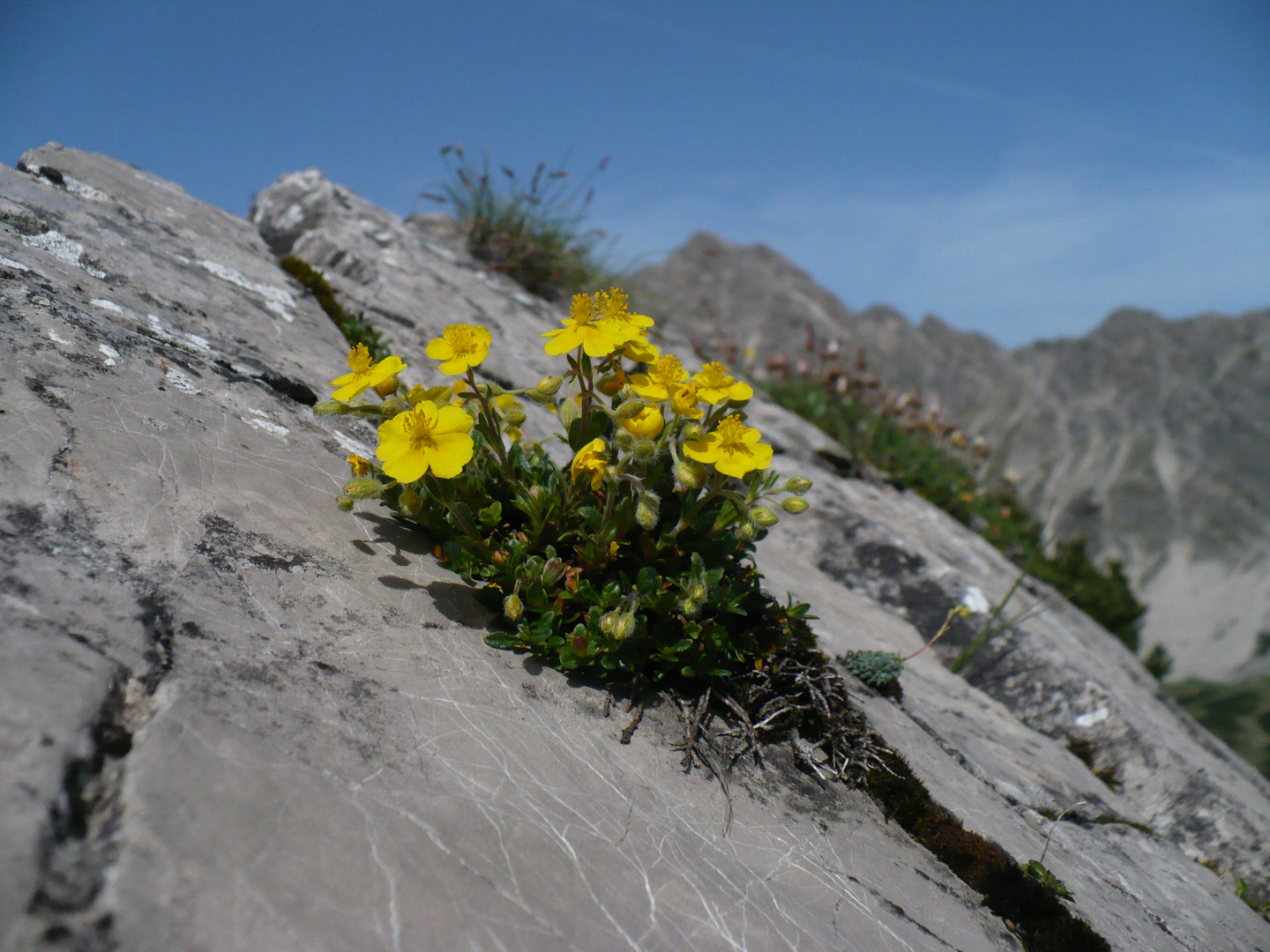 Auf der Grubachspitze