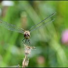 Auf der grünen, bunten Wiese . . . (10)