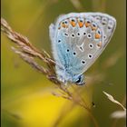 Auf der grünen, bunten Wiese . . . (11)