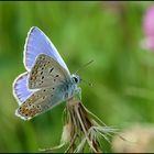 Auf der grünen, bunten Wiese (2) . . .