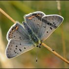 Auf der grünen, bunten Wiese . . . (4)