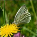 Auf der grünen, bunten Wiese . . . (6)