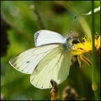 Auf der grünen, bunten Wiese . . . (7)