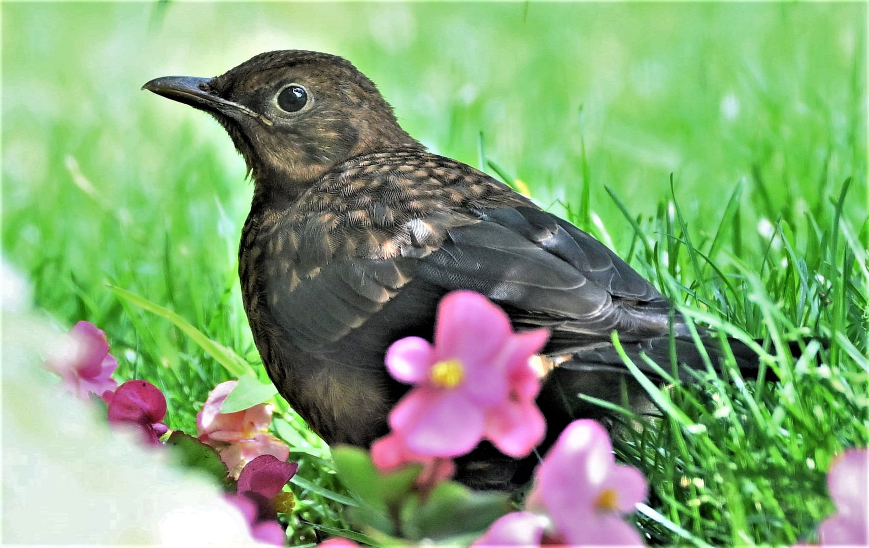 Auf der grünen Wiese