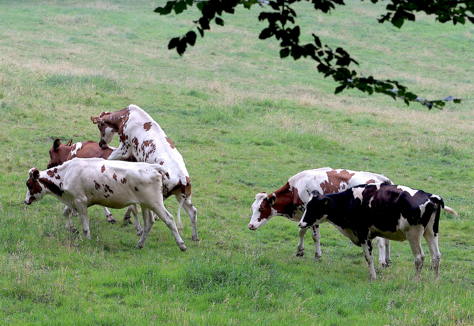 Auf der grünen Wiese