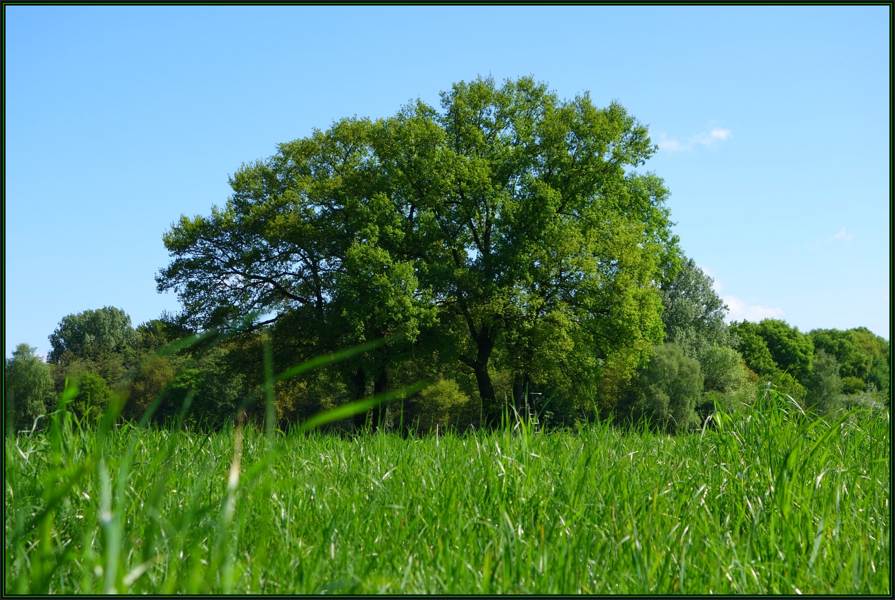 ... auf der grünen Wiese !