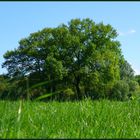 ... auf der grünen Wiese !