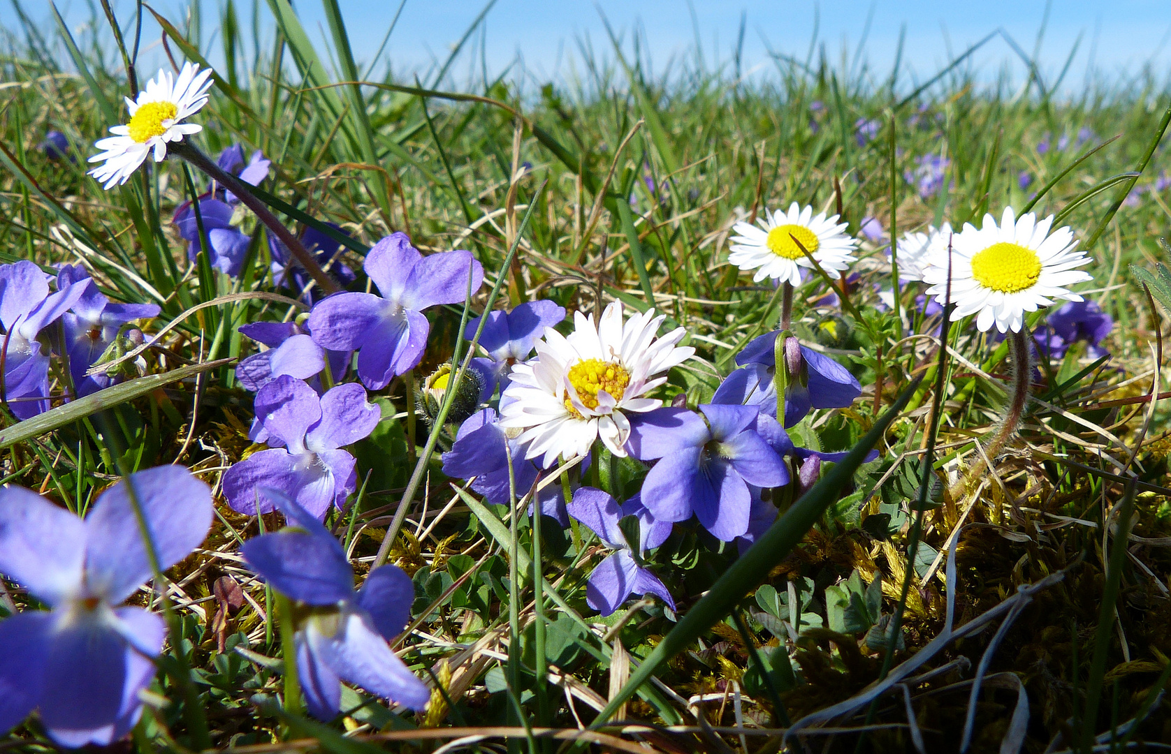 Auf der grünen Wiese 1