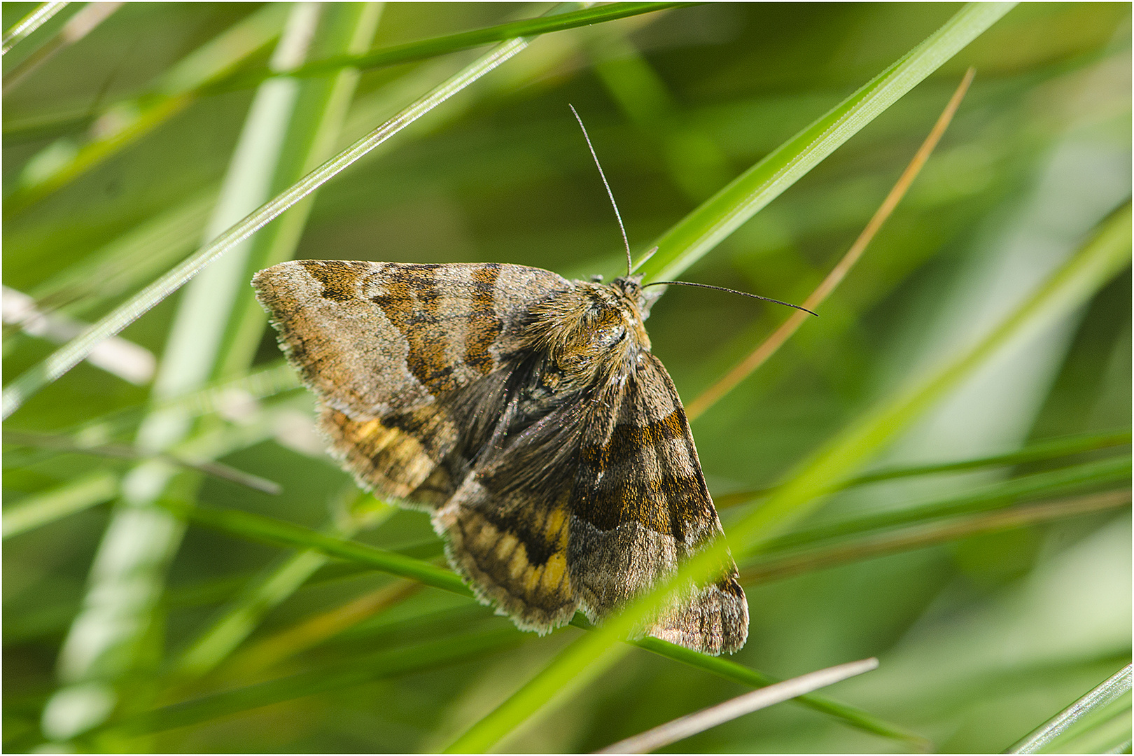 Auf der grünen Wiese (10) - findet man auch die Braune Tageule (Euclidia glyphica) . . .