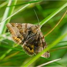 Auf der grünen Wiese (10) - findet man auch die Braune Tageule (Euclidia glyphica) . . .