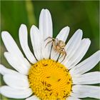 Auf der grünen Wiese (11) - findet man auch die Krabbenspinne (Thomisidae) . . .