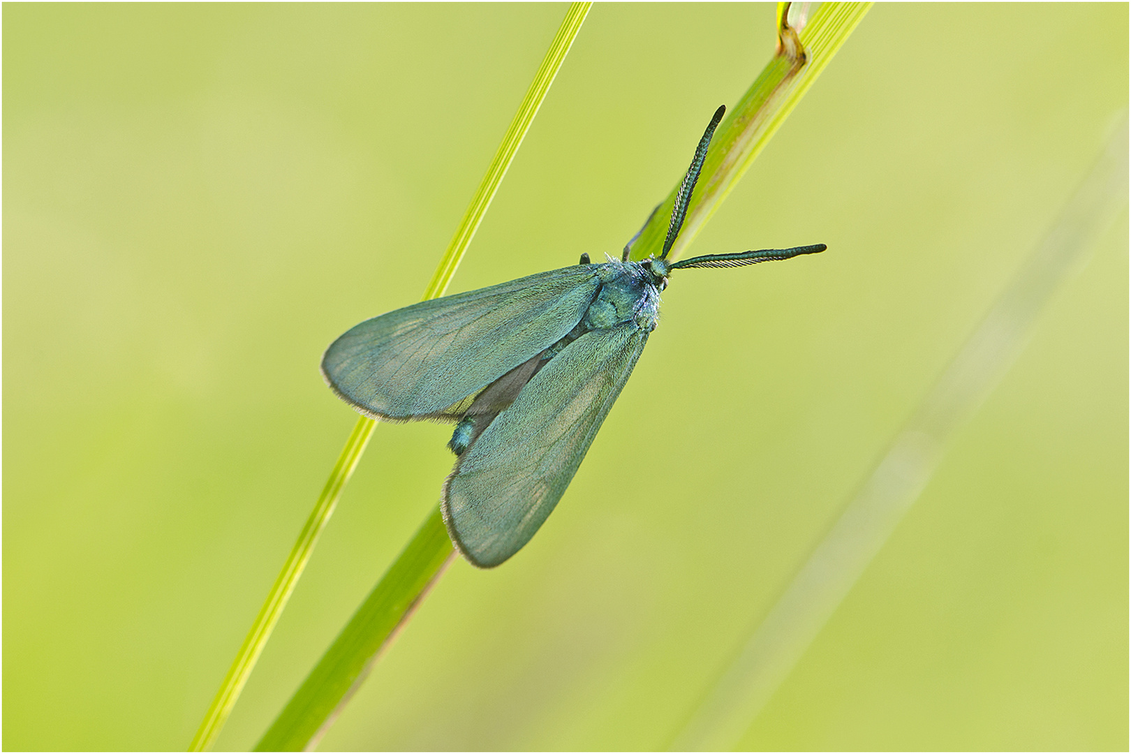 Auf der grünen Wiese (12) - findet man auch das Ampfer-Grünwidderchen (Adscita statices) . . .