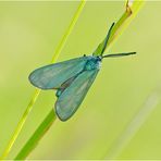 Auf der grünen Wiese (12) - findet man auch das Ampfer-Grünwidderchen (Adscita statices) . . .