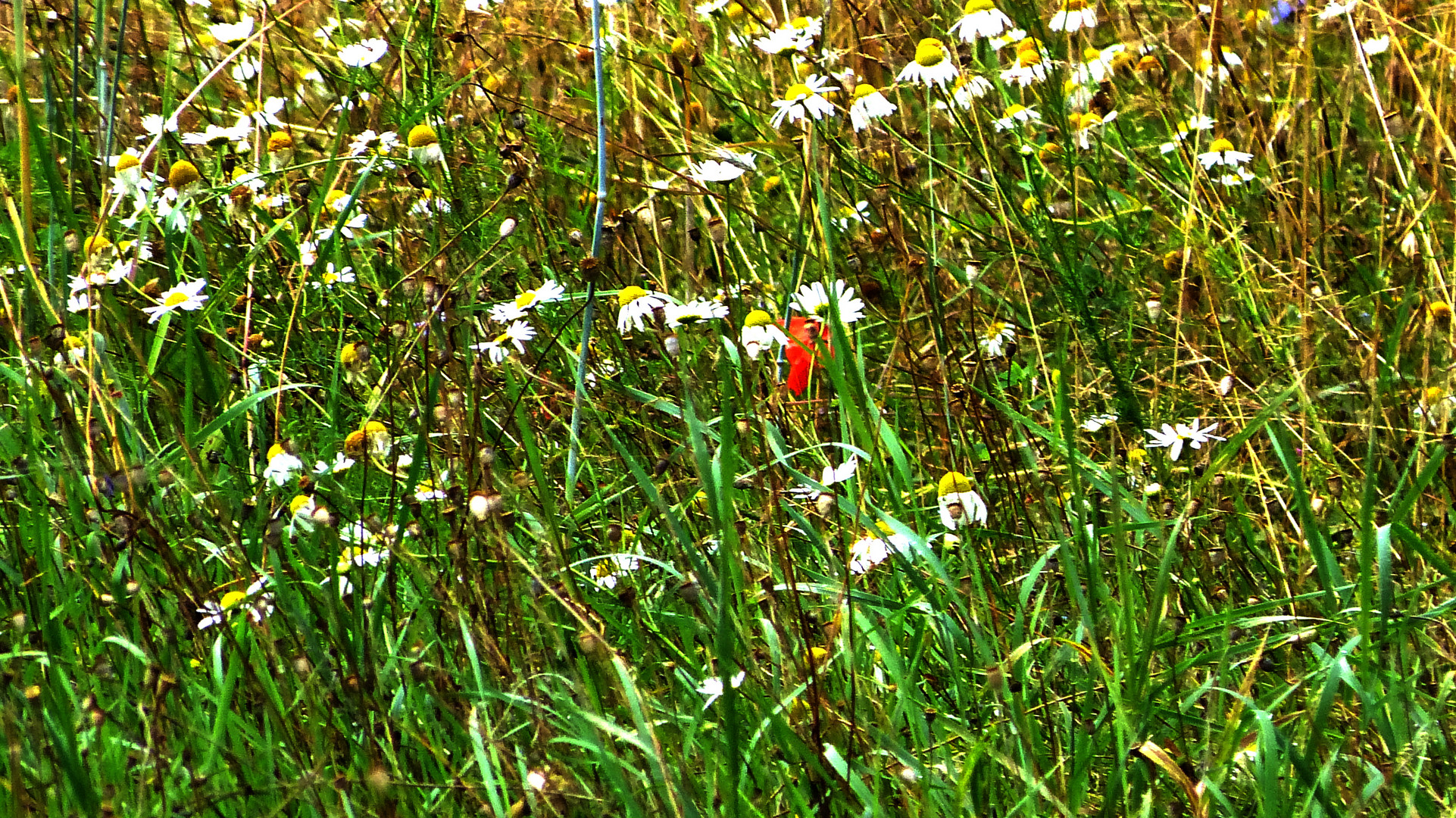 Auf der grünen Wiese 13