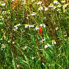 Auf der grünen Wiese 13