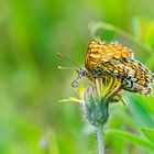 Auf der grünen Wiese (13) - findet man auch den Wegerich-Scheckenfalter (Melitaea cinxia) . . .