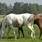 Auf der grünen Wiese