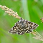 Auf der grünen Wiese (14) - findet man auch die Scheck-Tageule (Euclidia mi) . . . . . .