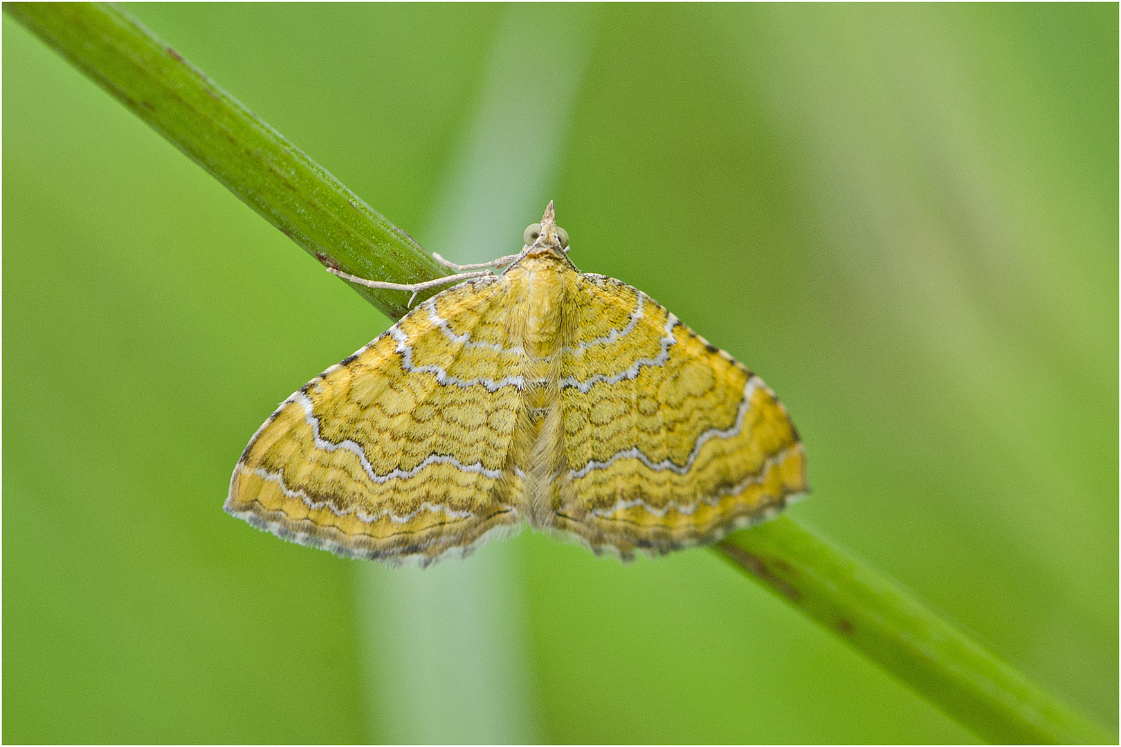 Auf der grünen Wiese (17) - findet man den Ockergelben Blattspanner (Camptogramma bilineata), . . .