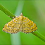 Auf der grünen Wiese (17) - findet man den Ockergelben Blattspanner (Camptogramma bilineata), . . .