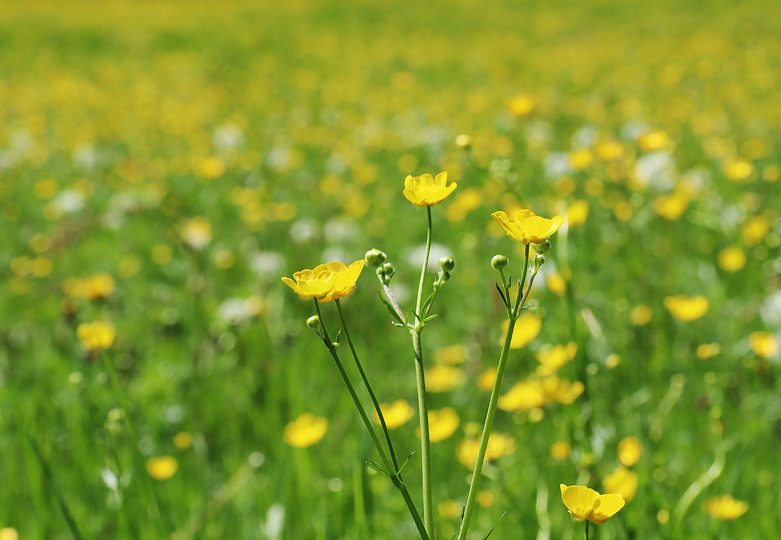 auf der grünen Wiese