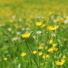 auf der grünen Wiese