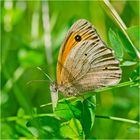 Auf der grünen Wiese (18) - findet man das Große Ochsenauge  (Maniola jurtina) . . .