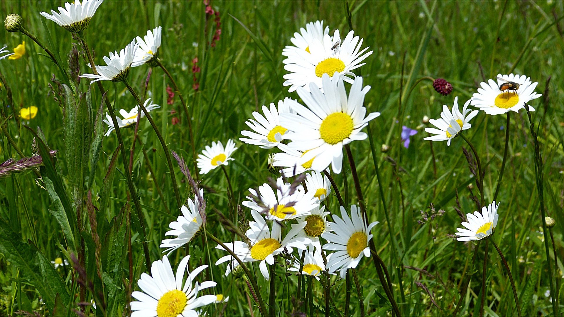 Auf der grünen Wiese 19