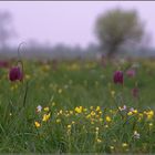 auf der grünen Wiese....