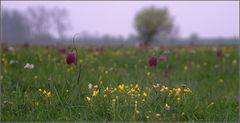 auf der grünen Wiese....