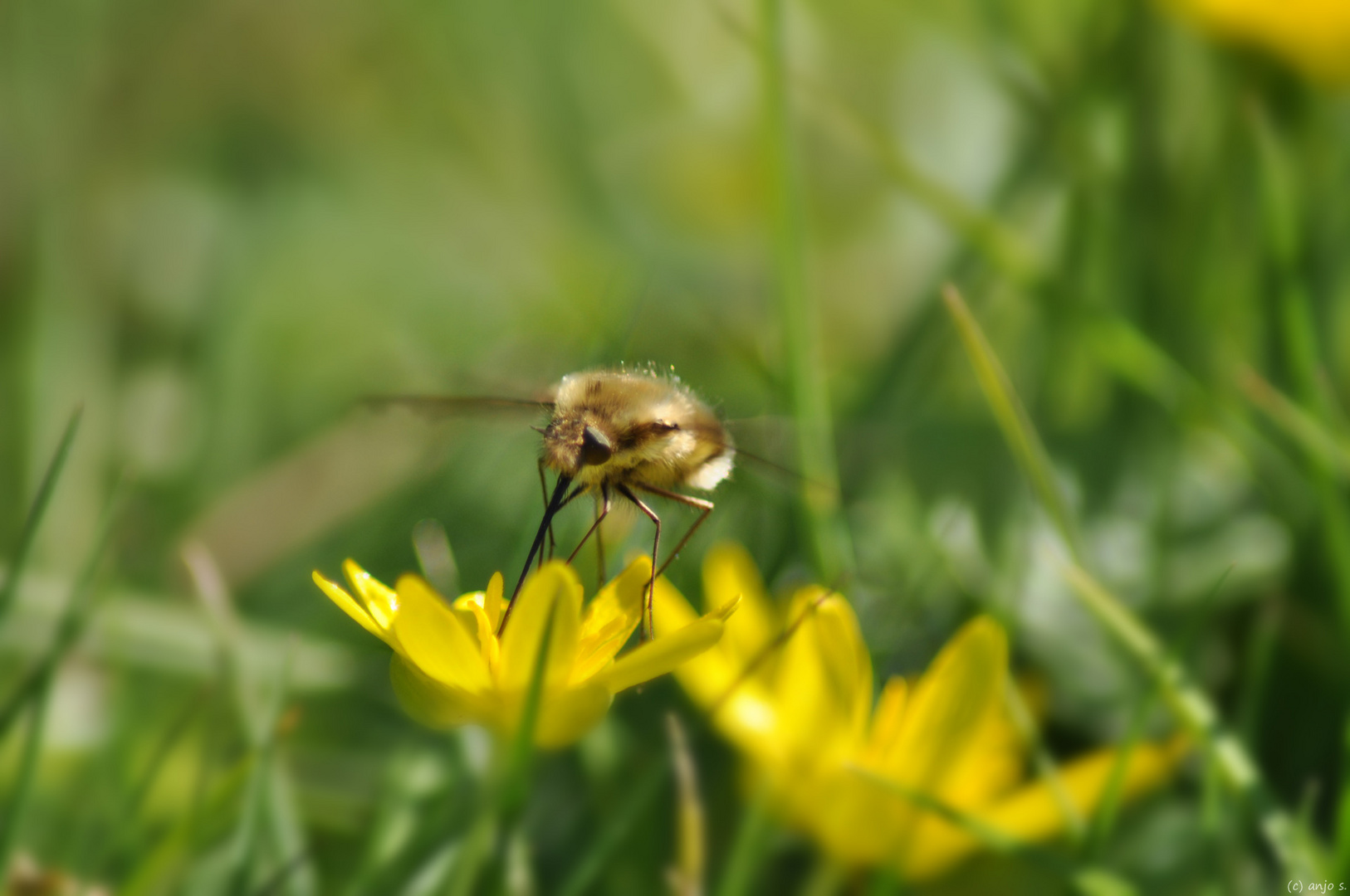 Auf der grünen Wiese (2)