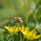 Auf der grünen Wiese (2)