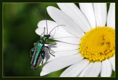 auf der grünen Wiese... 2