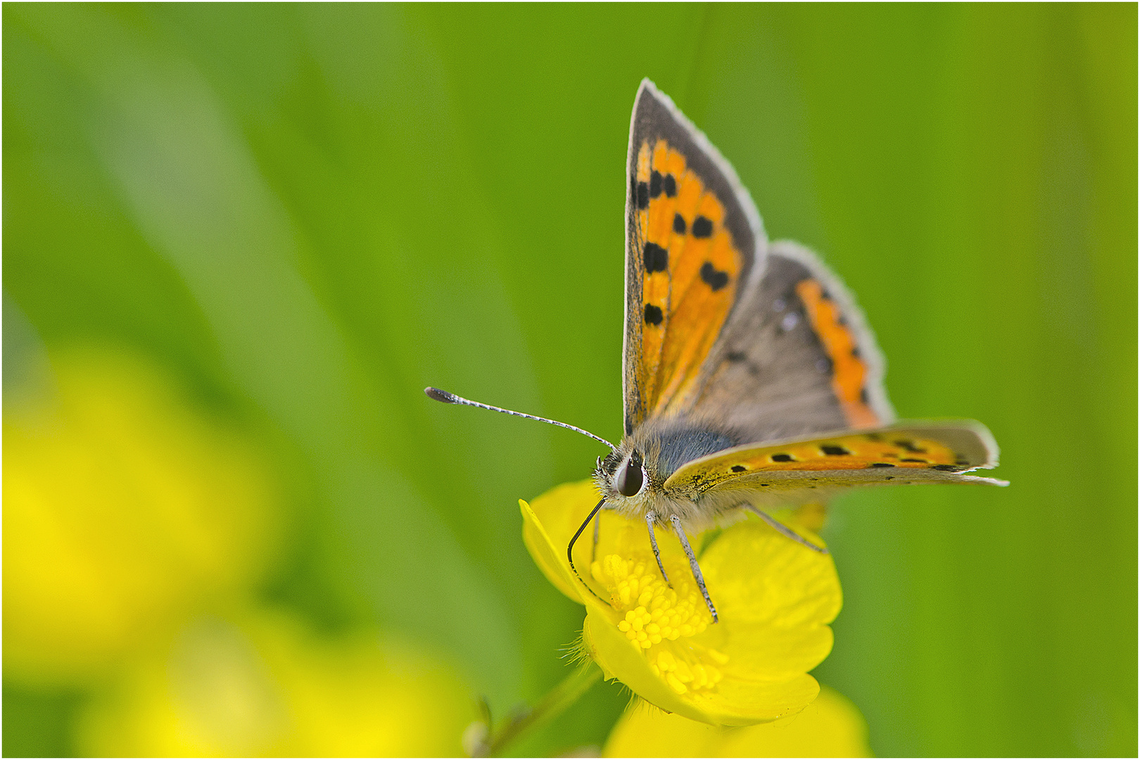 Auf der grünen Wiese (2) - findet man den Kleinen Feuerfalter (Lycaena phlaeas) . . .