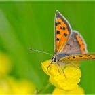 Auf der grünen Wiese (2) - findet man den Kleinen Feuerfalter (Lycaena phlaeas) . . .