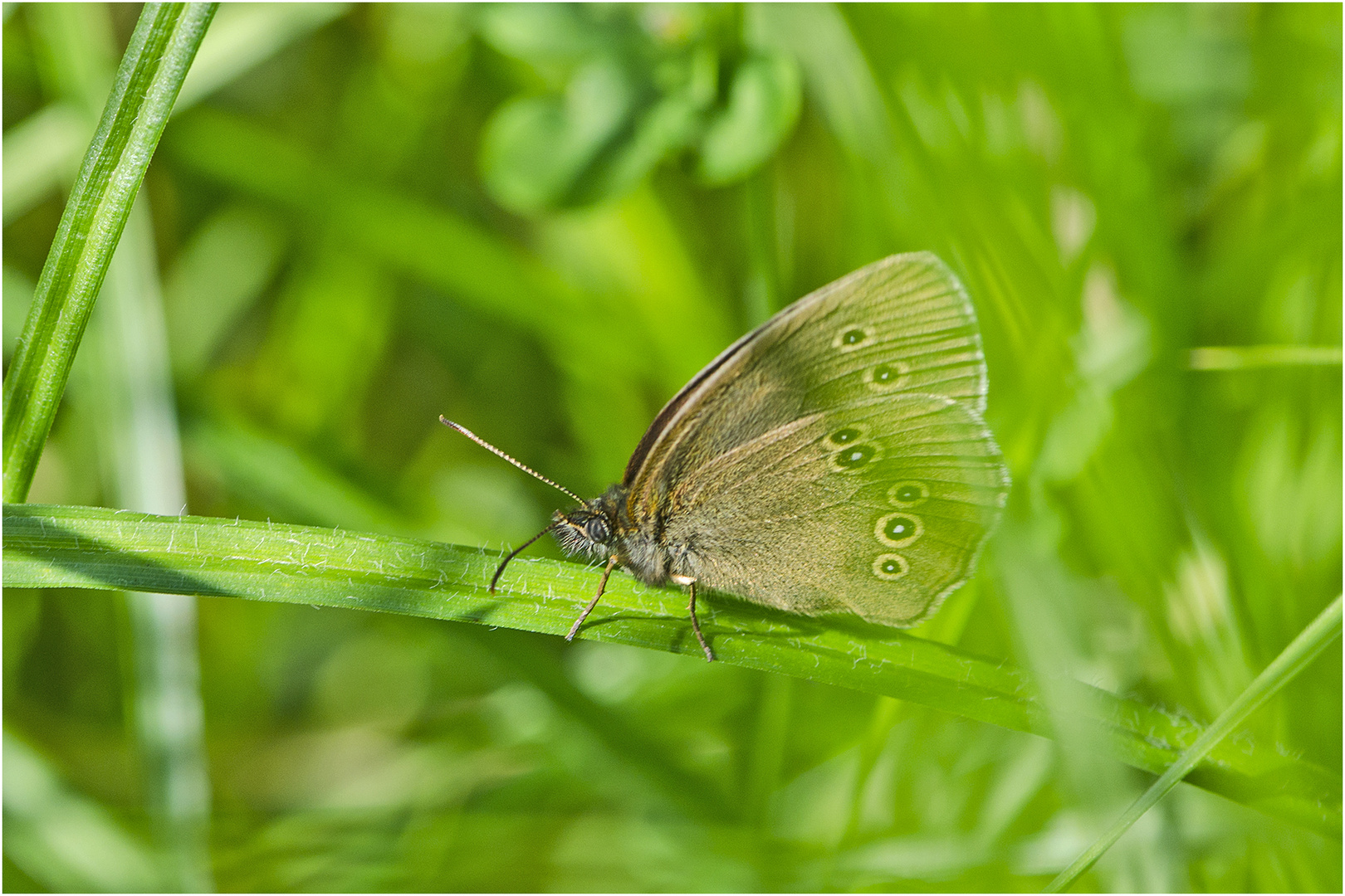 Auf der grünen Wiese (21) - findet man auch den Braunen Waldvogel (Aphantopus hyperantus) . . .