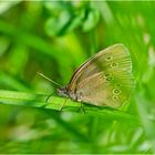 Auf der grünen Wiese (21) - findet man auch den Braunen Waldvogel (Aphantopus hyperantus) . . .