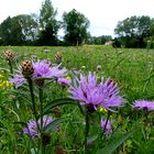 Auf der grünen Wiese 22