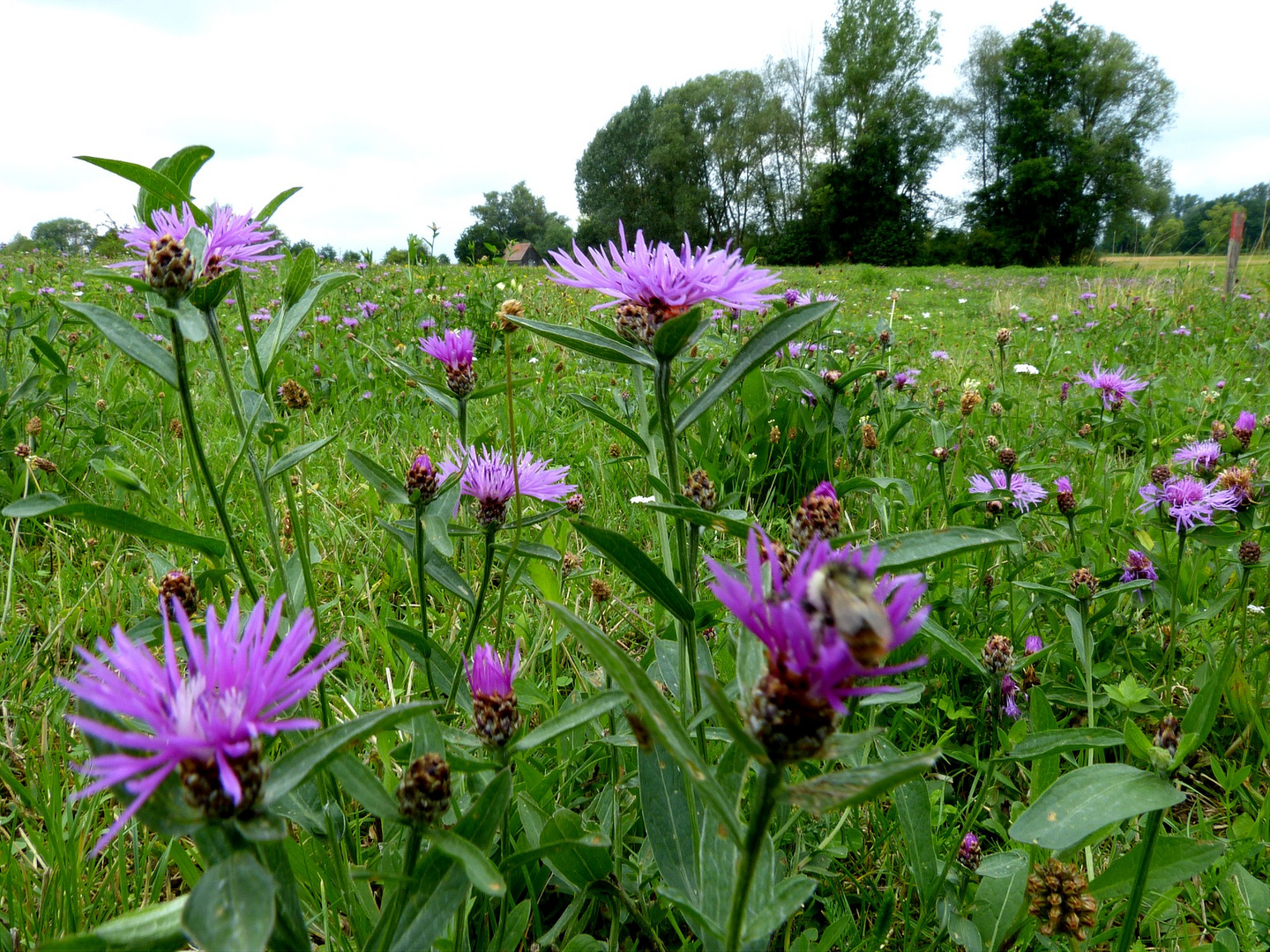 Auf der grünen Wiese 23