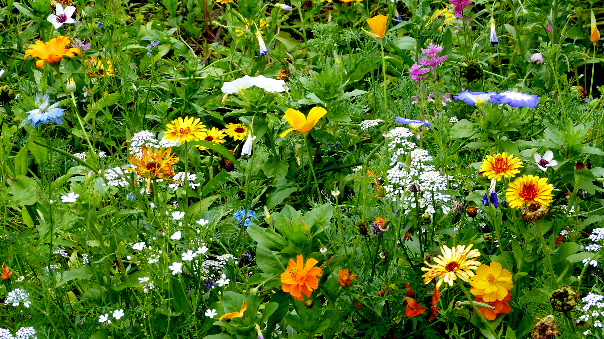 Auf der grünen Wiese 23